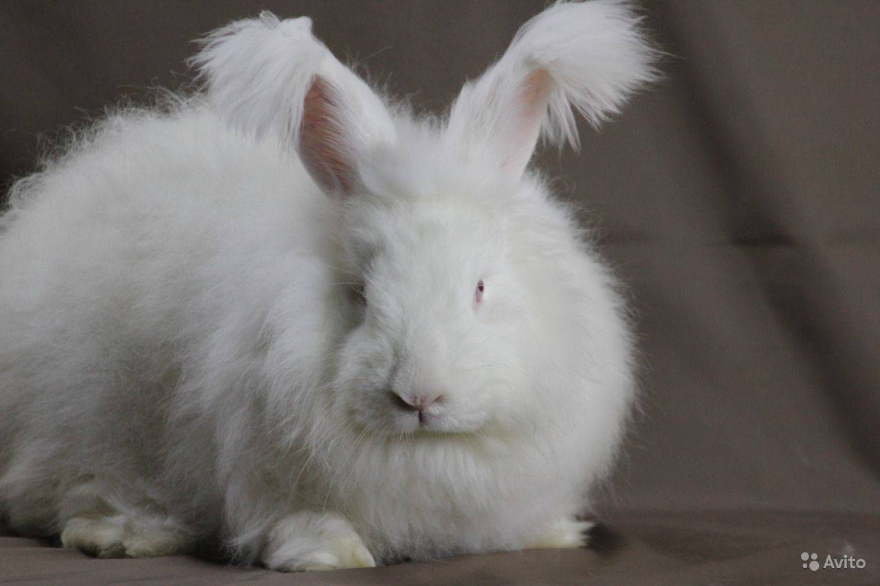 Ангорский кролик: уход и содержание, видео и фото