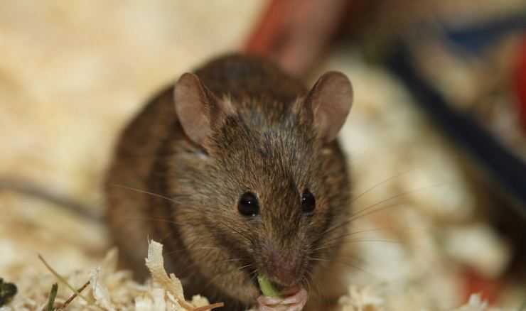 Иглистая мышь (acomys): интересные факты, фото, виды