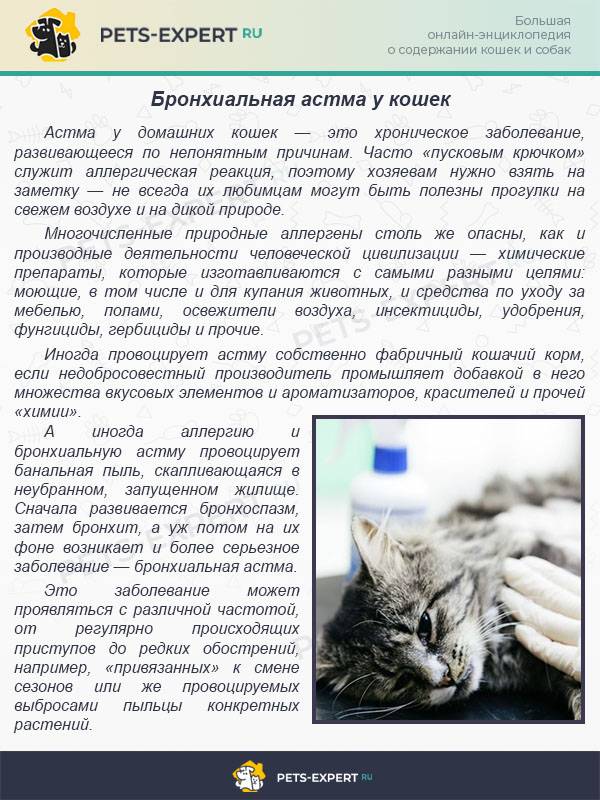 Аллергия у кошек - признаки и лечение