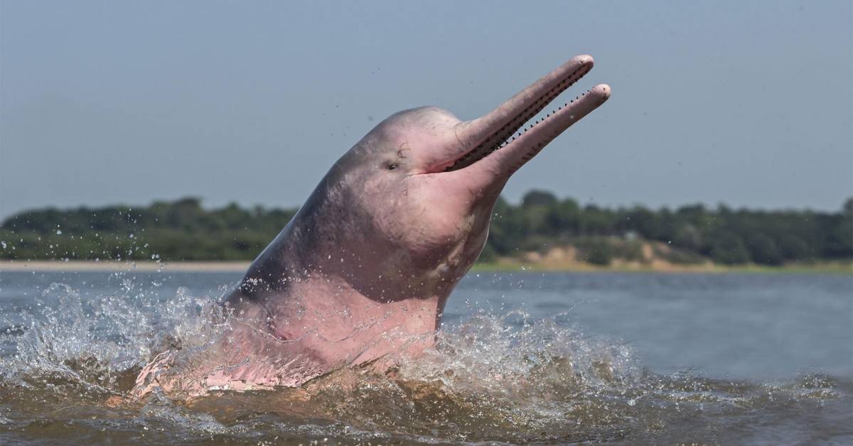 Речной дельфин: описание и фото