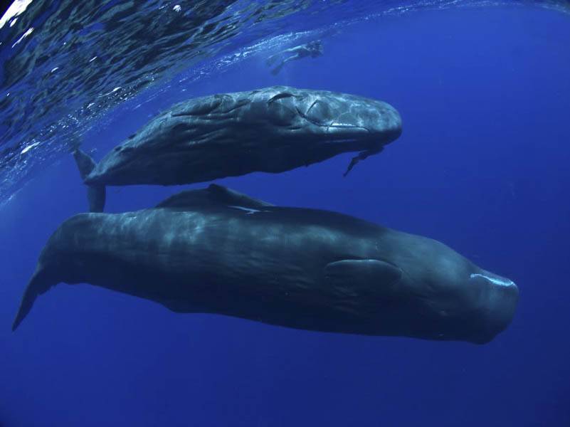 Кашалот: чем питается, где обитает и чем отличается этот вид китов от других