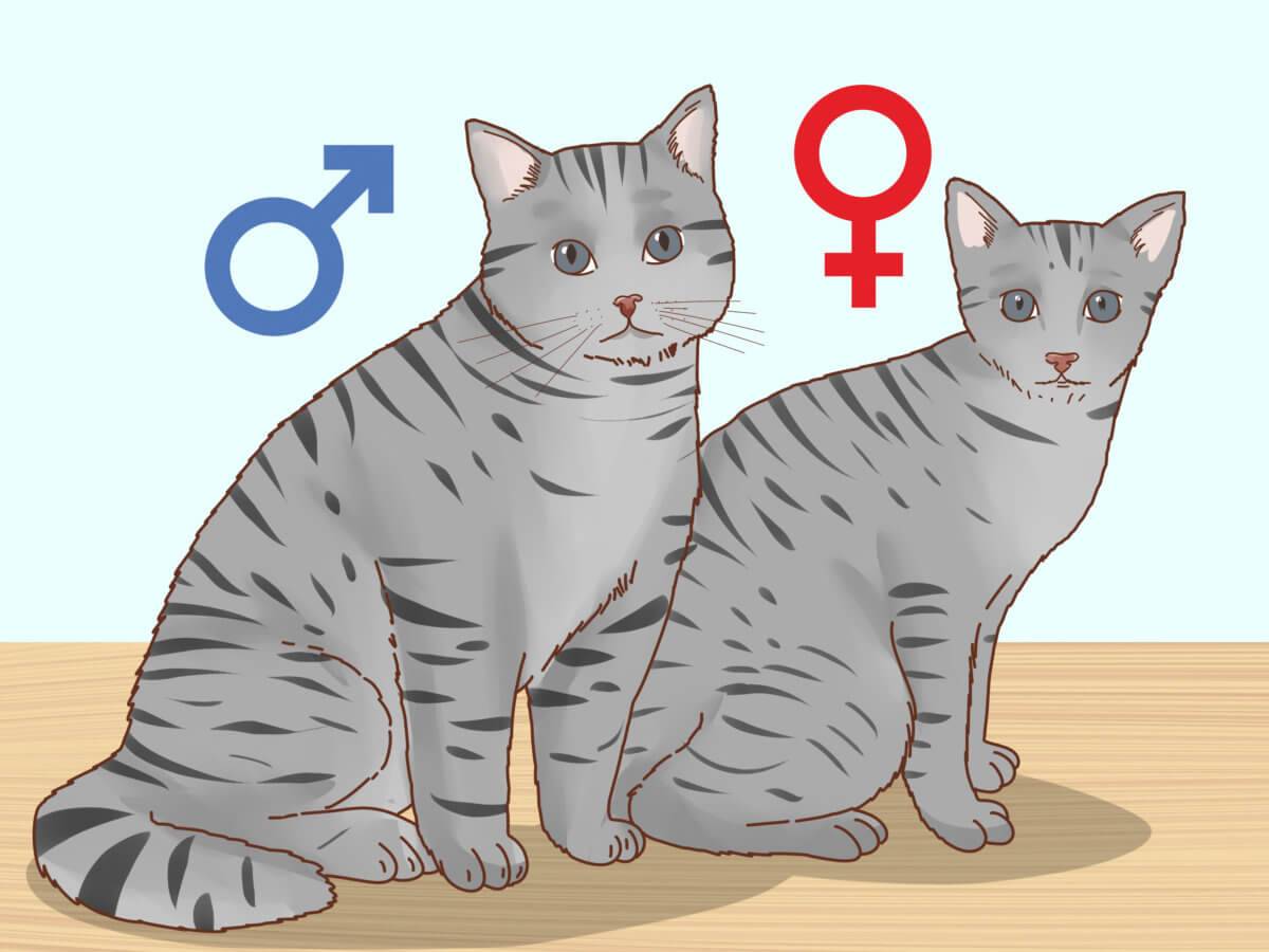 Как определить пол котёнка: используем анатомические и другие особенности, чтобы отличить кота от кошки