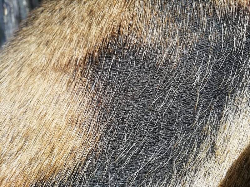 Алопеция у собак и кошек — лечение выпадения шерсти