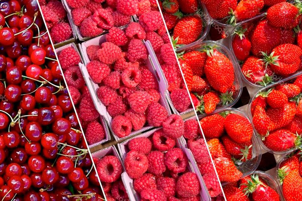 Здоровое питание хомяков: фрукты и ягоды в их рационе