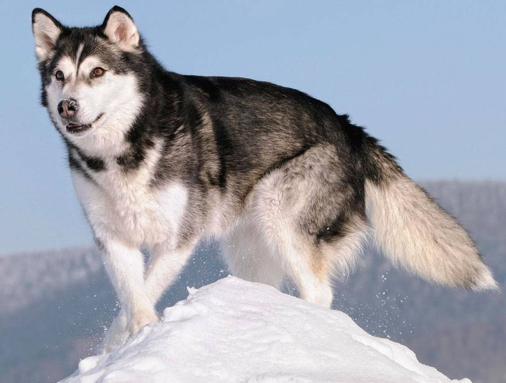 Аляскинский маламут – энциклопедия о собаках