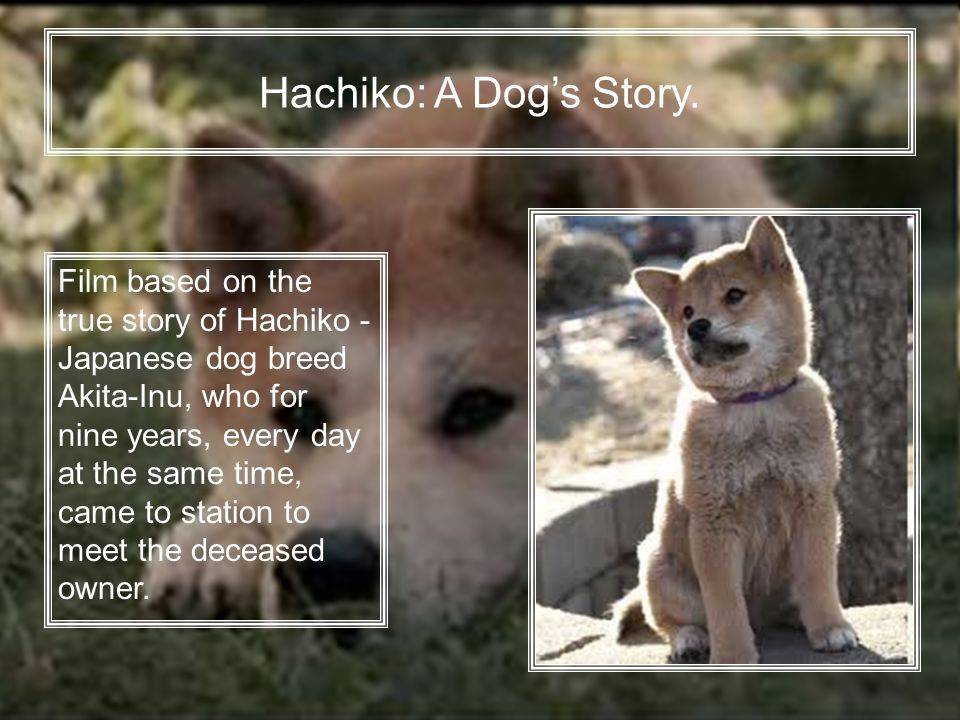 Акита-ину: история породы, характер собак, хатико-символ верности.