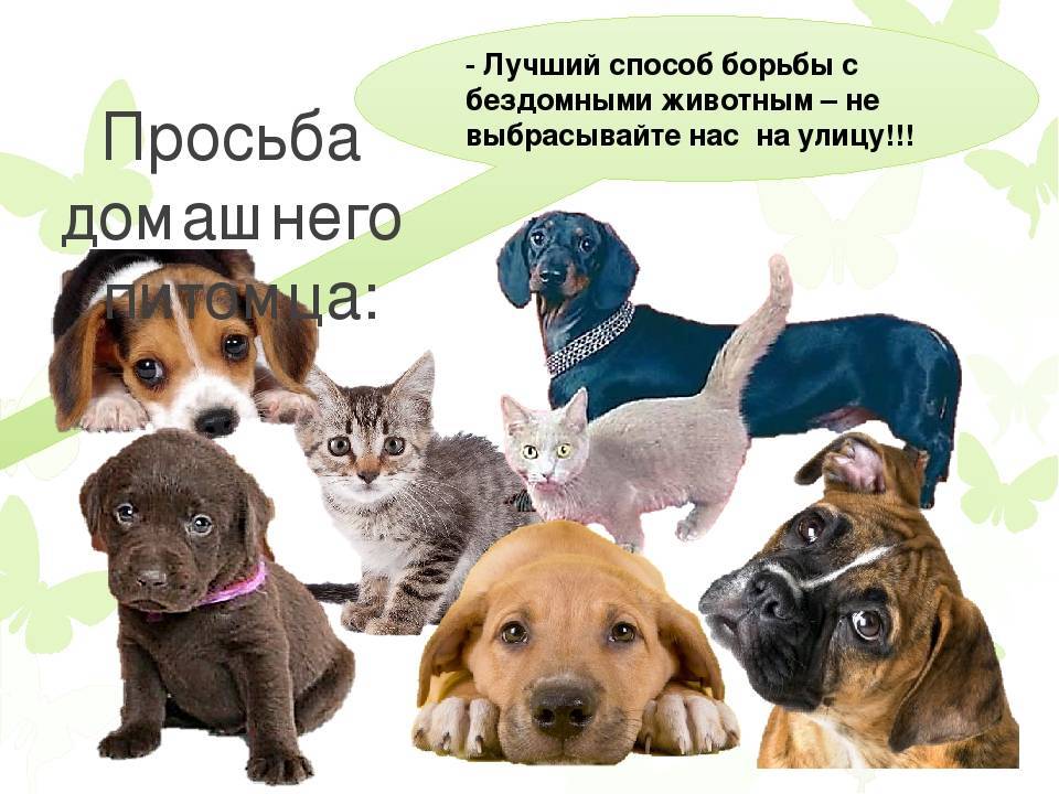 Как решают проблему бездомных животных в россии и на западе и что делать, если хочешь помочь — нож