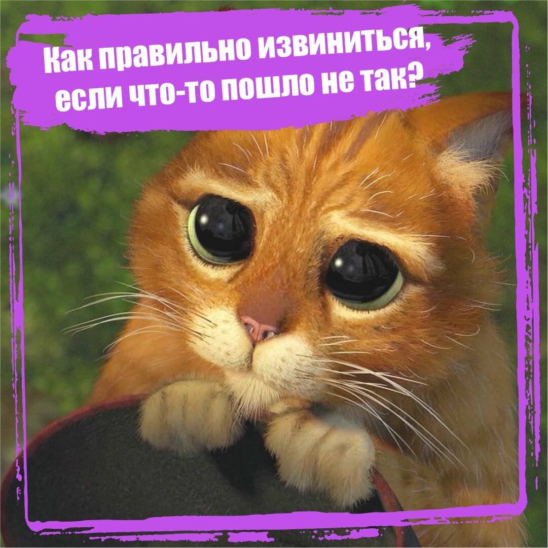 Как извиниться перед кошкой, собакой, если нечаянно сделал больно - gafki.ru