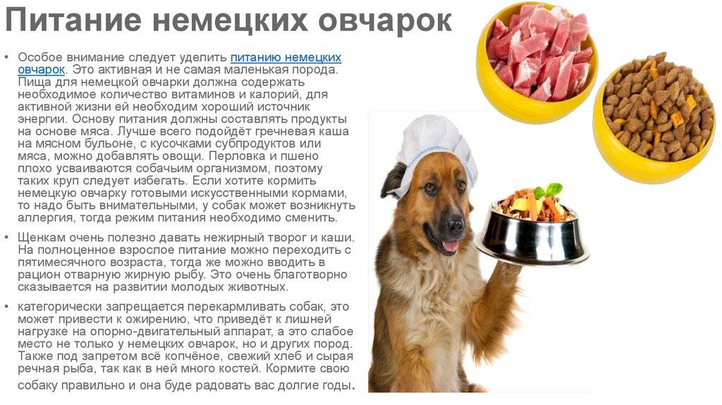 Рецепты для собак