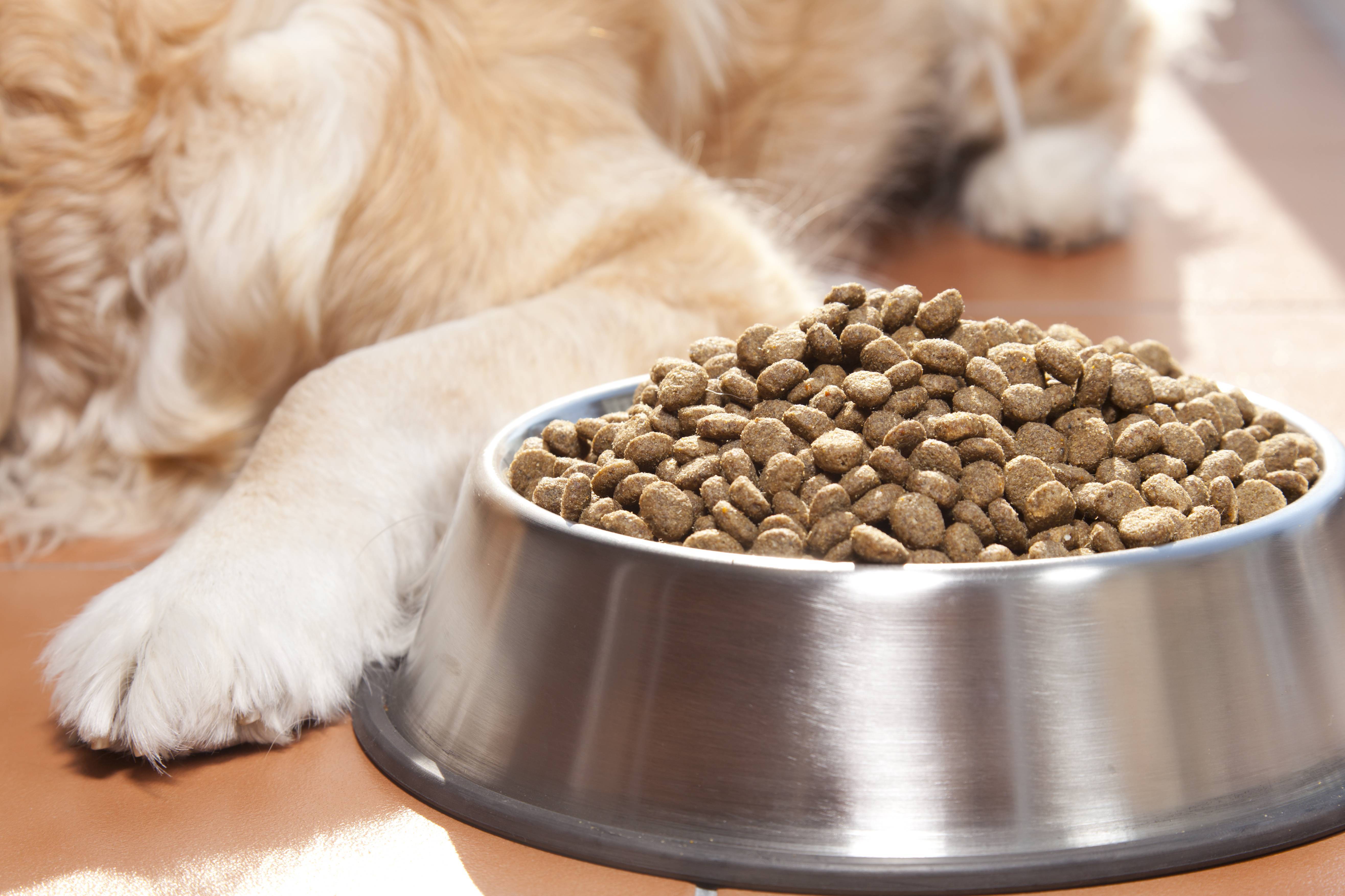 Можно ли кошкам давать кушать собачий корм?