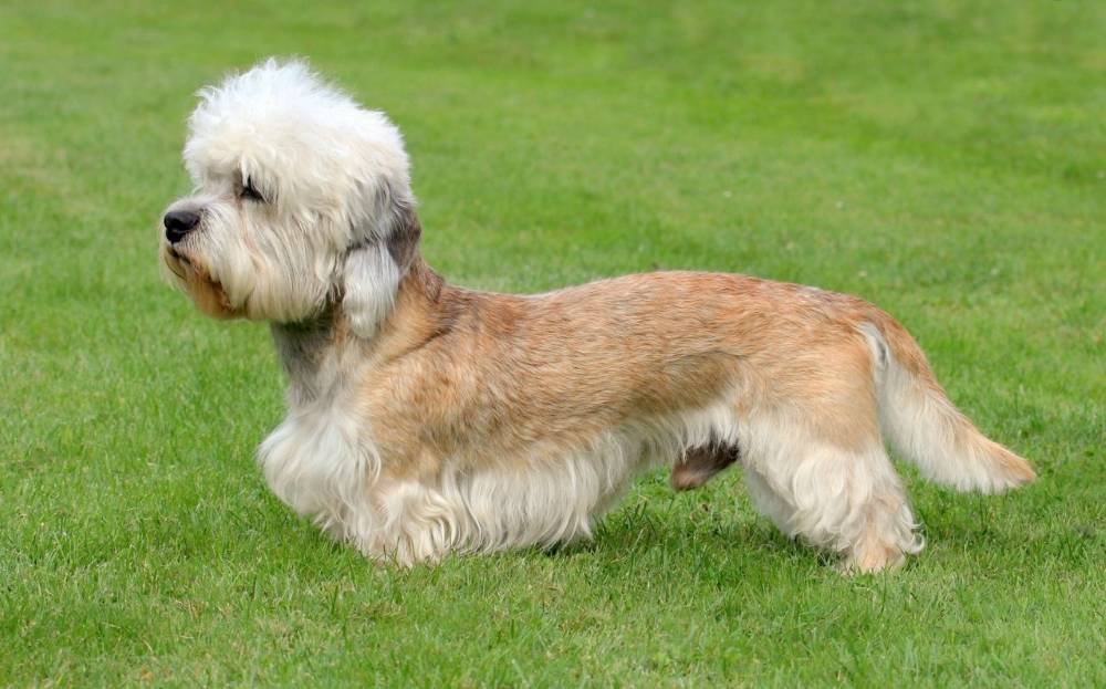 Характеристика породы собак денди-динмонт-терьер: внешность, характер, уход
