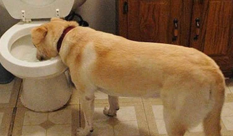 Почему собака ничего не ест и не пьет и что при этом нужно делать?