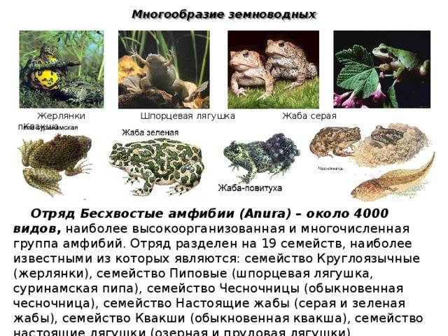 Обыкновенная серая жаба, или коровница | мир животных и растений