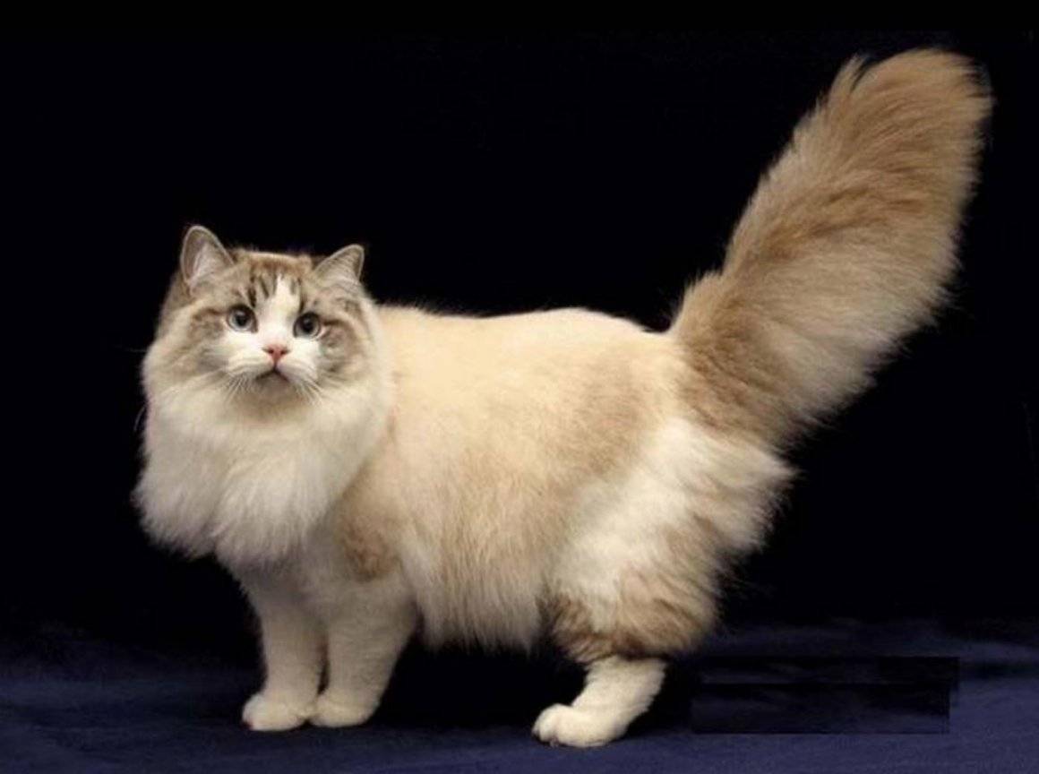 Рагамаффин кошка фото и описание породы ragamuffin cat