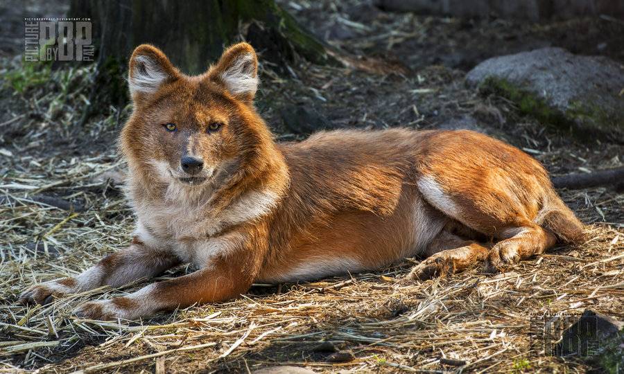 Факты о красном волке. особенности и среда обитания красного волка | интересные факты