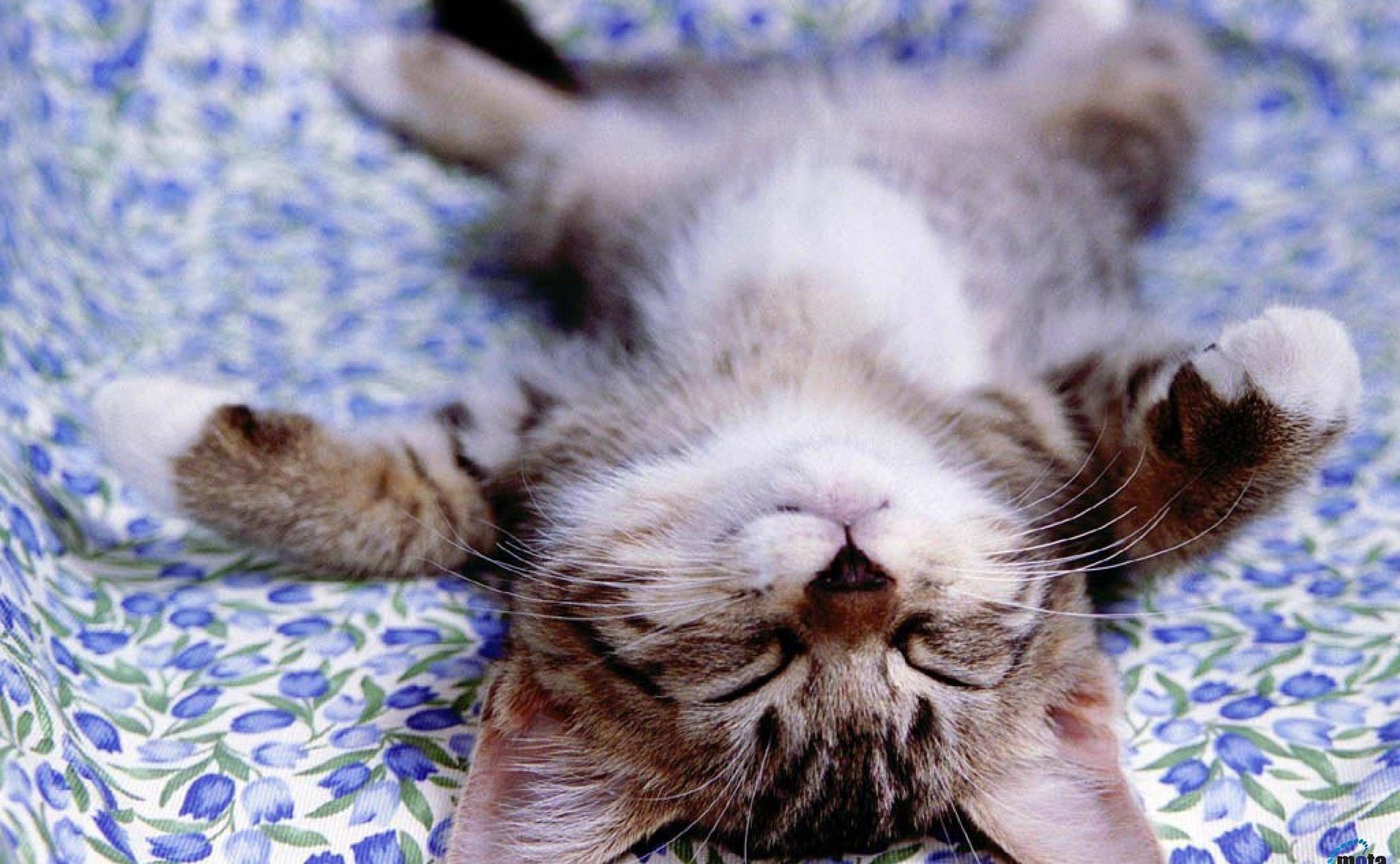 Положение кошки во время сна может многое рассказать о состоянии питомца