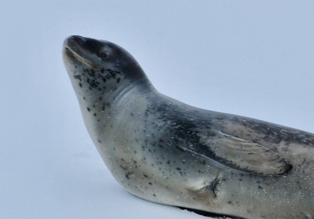 Морской леопард - тюлень, убивающий пигвинов. обсуждение на liveinternet