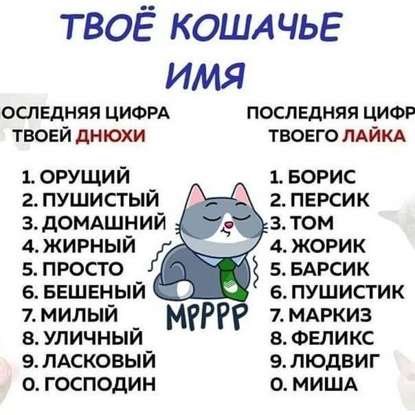 Русские имена и клички для кошек
русские имена и клички для кошек