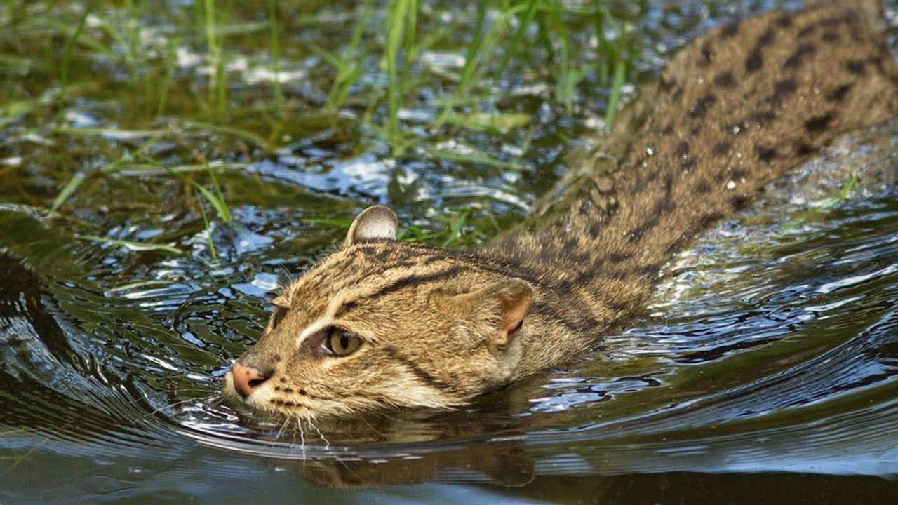 Виверровый кот рыболов (вивверина). фото виверрового кота рыболова. также называют - азиатская кошка рыболов.