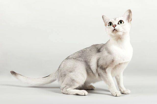 Бурмилла - фото и описание породы кошек (характер, уход и кормление)