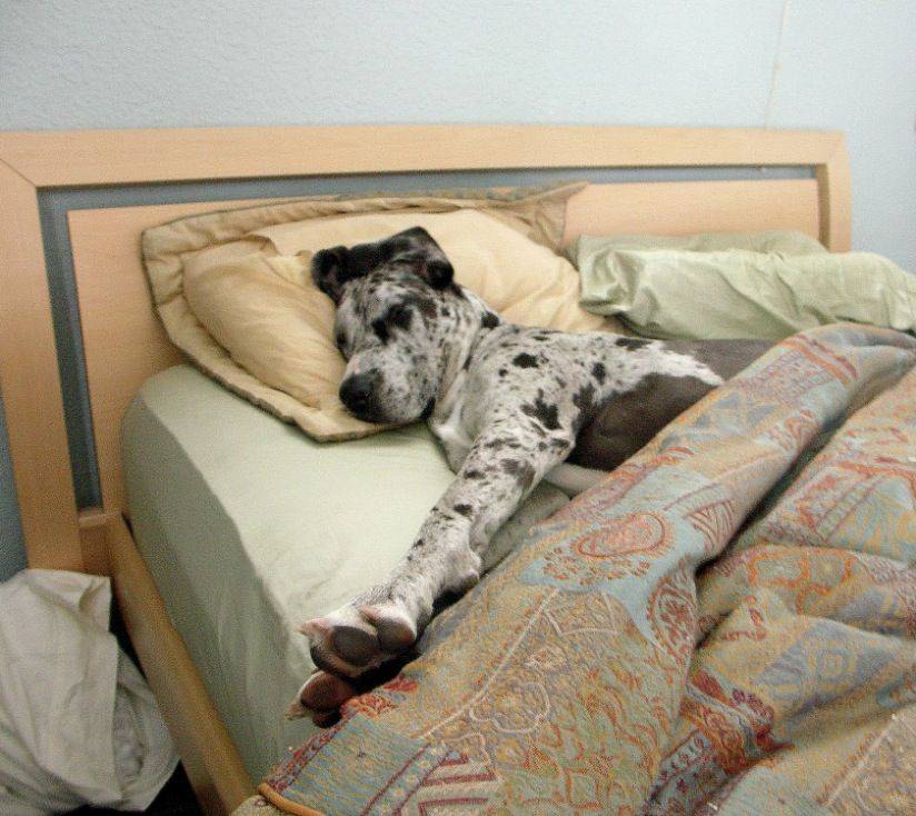Как отучить собаку спать на кровати с хозяином – 5 простых метода