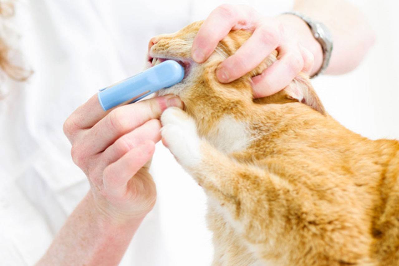 Как чистить зубы котёнку: инструкция и рекомендации ветеринара