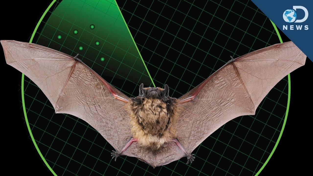 Эхо в мире живой природы – природные звуковые радары летучих мышей | биофизика