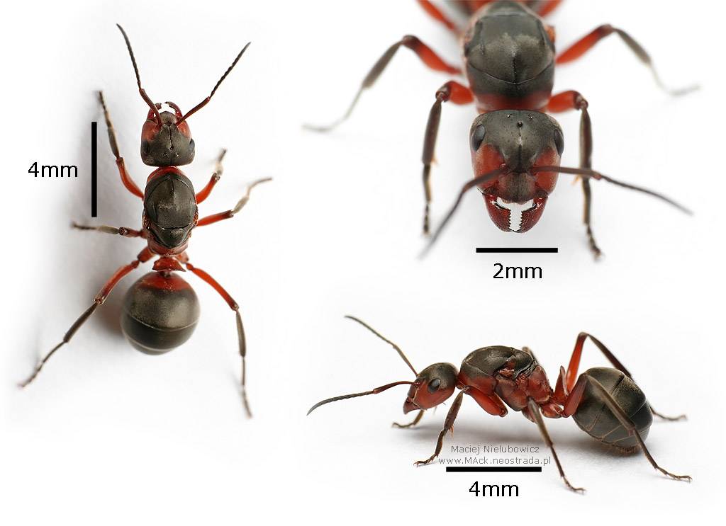 Внешний вид матки домашнего муравья: размеры королевы