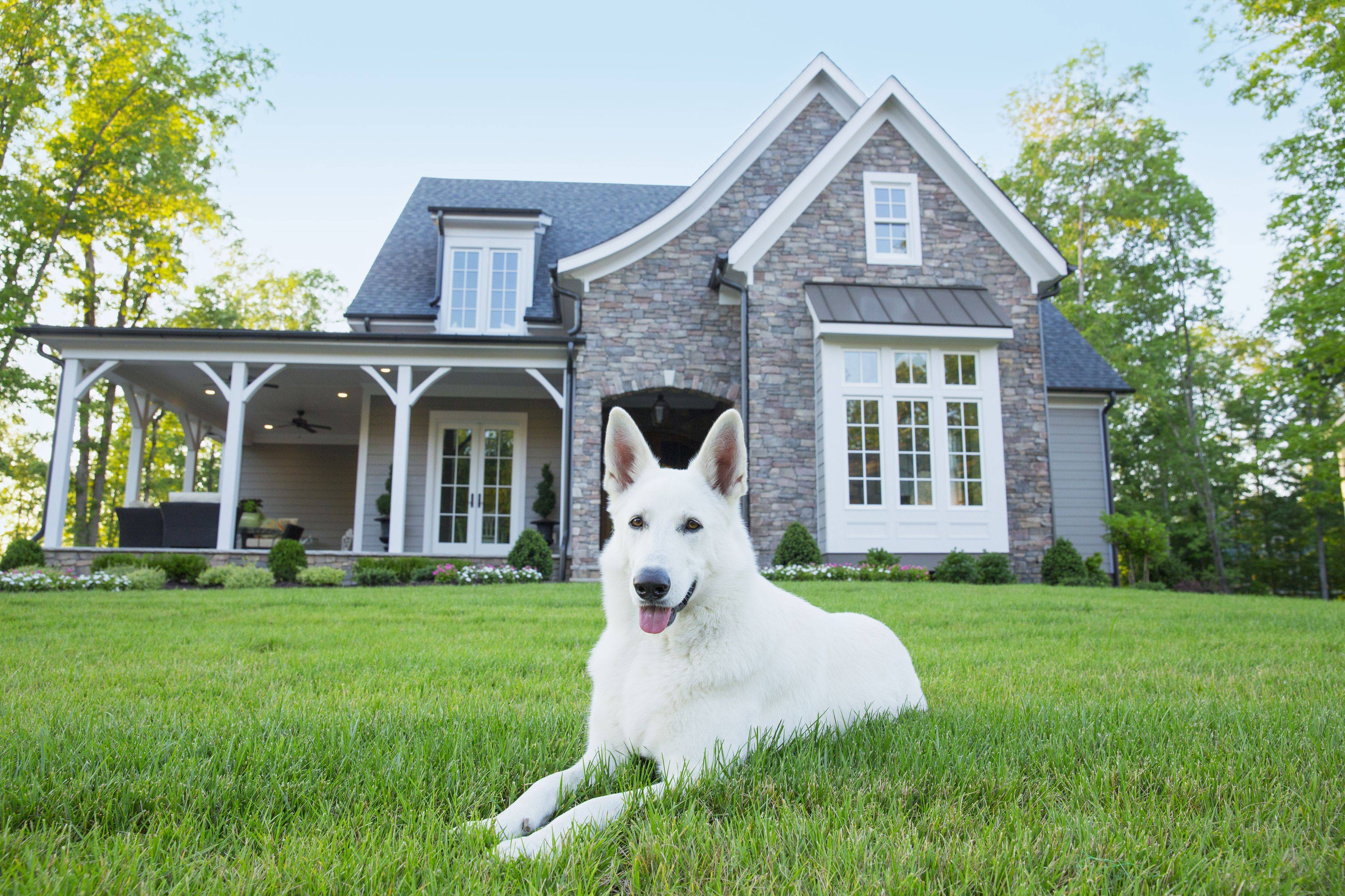 Лучшие сторожевые породы: рейтинг собак для охраны частного дома