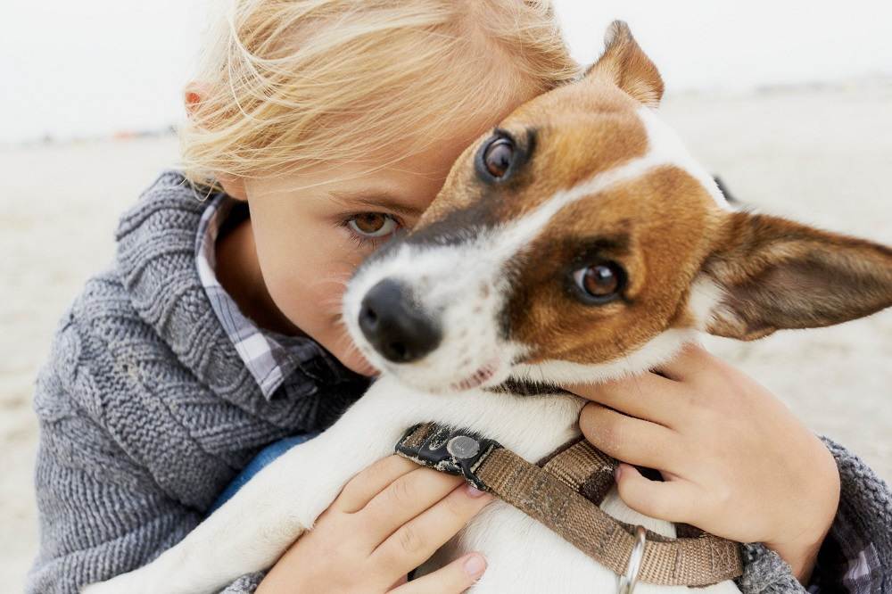 7 главных заблуждений о маленьких породах собак