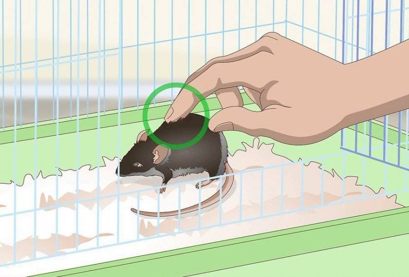 Правила приручения крысы к рукам, пошаговая инструкция