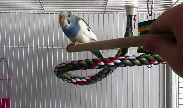 Как дрессировать попугая в домашних условиях, или как научить попугая командам и трюкам