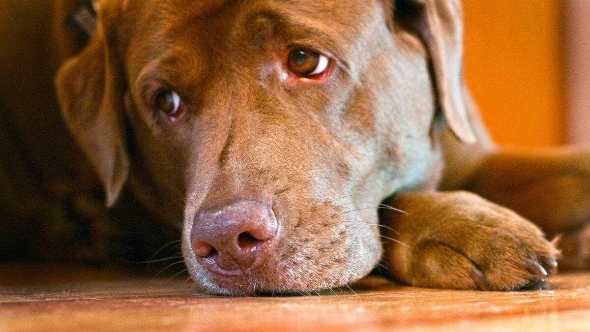 Могут ли собаки плакать: умеют ли, а также причины, почему у них текут слезы из глаз - от эмоций и благодарности, во сне, от боли и грусти