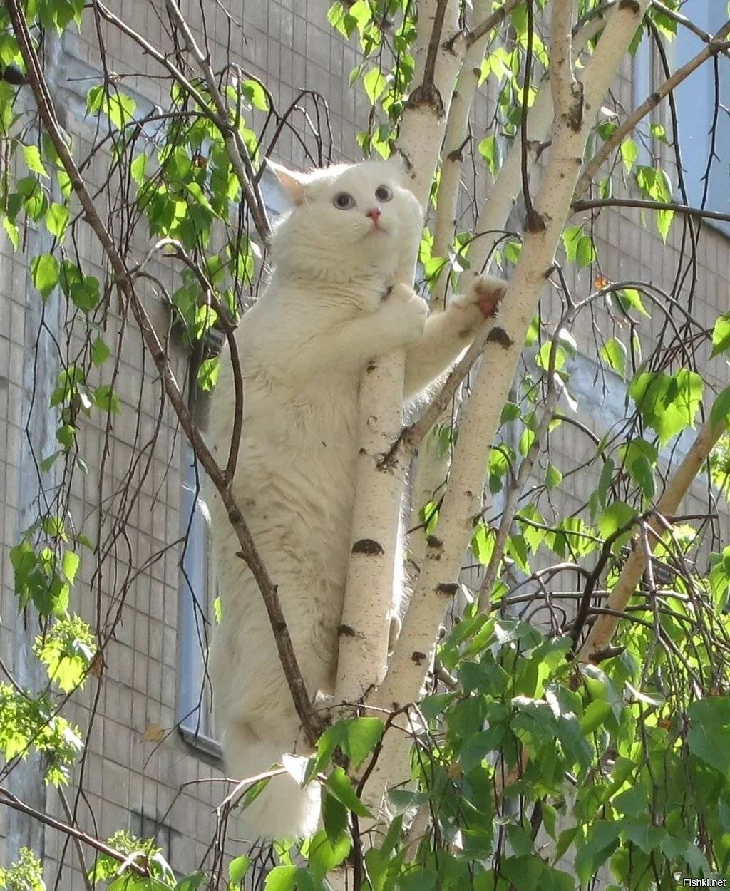 2 проверенных способа как снять кота с высокого дерева, если она уже долго там сидит
