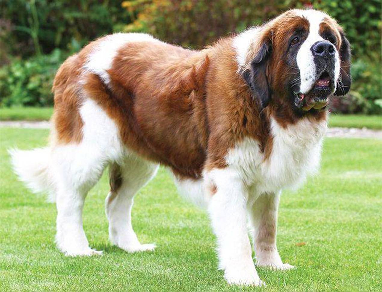 Сенбернар – характеристика породы собак, описание характера и достоинств