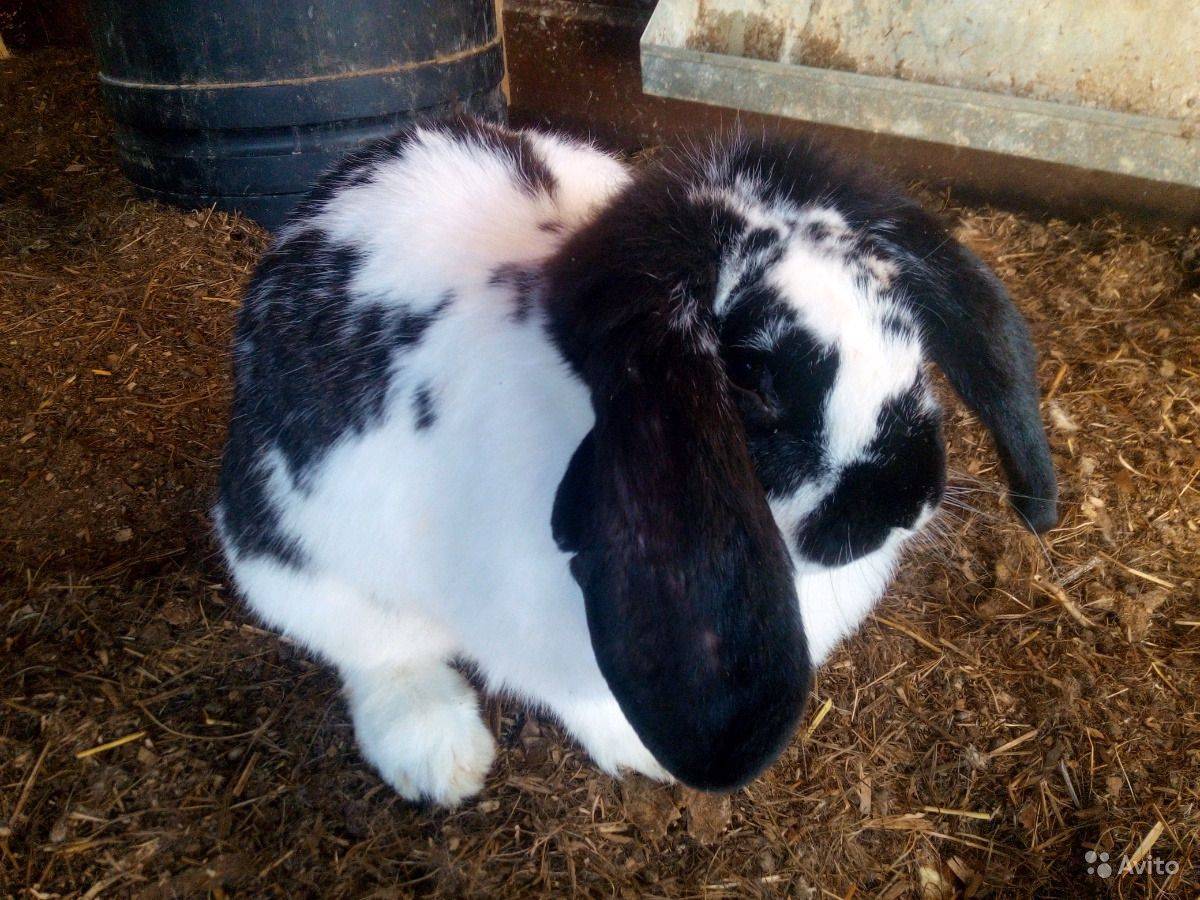 Как определить породу кроликов немецкий строкач: описание внешности