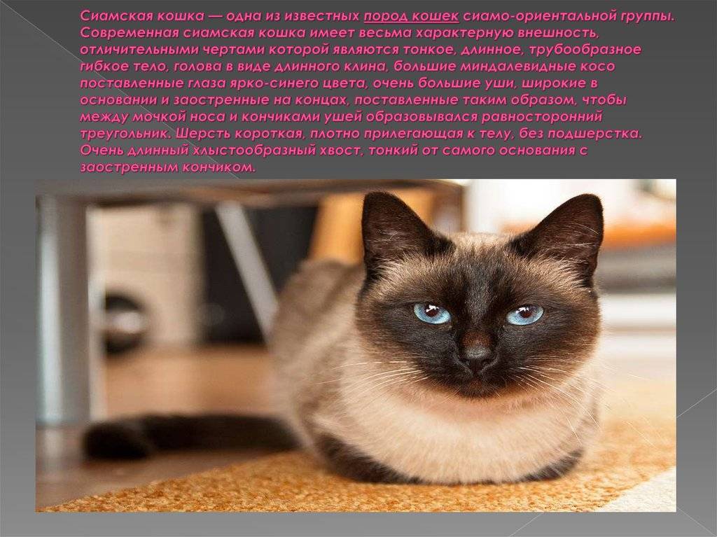 Тонкинская кошка (тонкинез): много фото и описание породы
