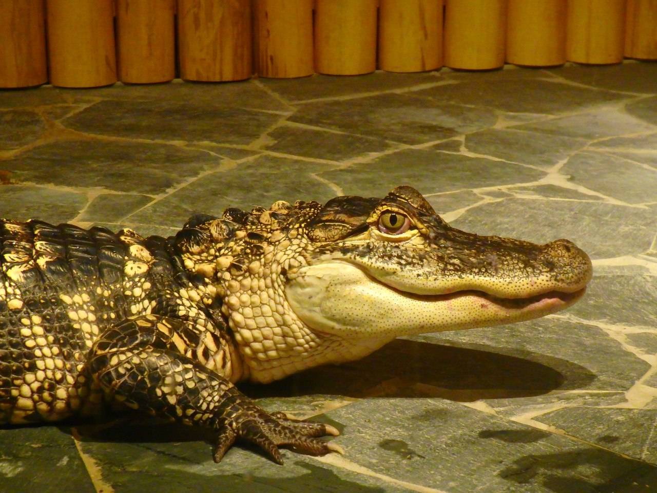 ᐉ домашний крокодил: содержание и уход в домашних условиях, кормление и особенности поведения - kcc-zoo.ru
