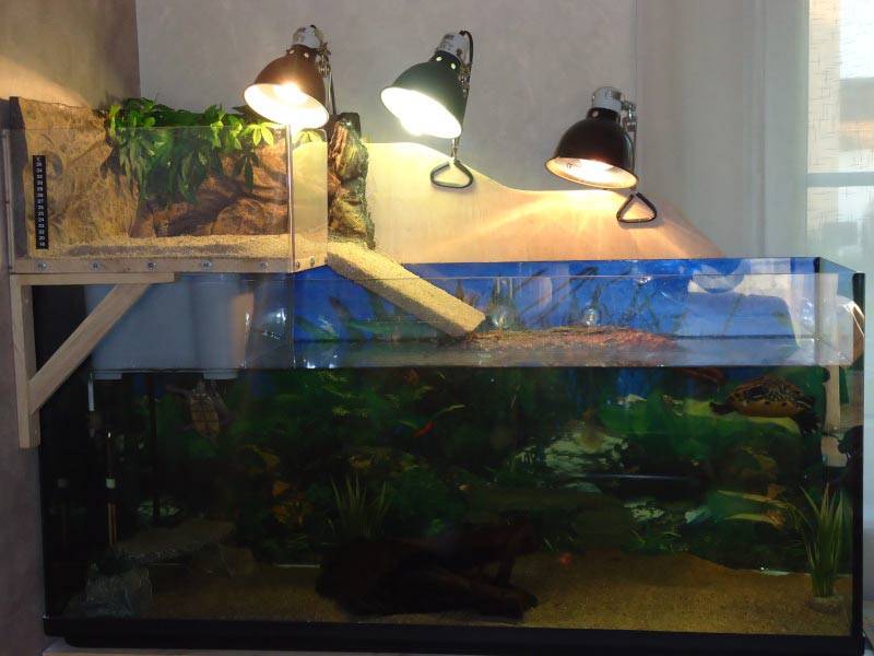 Оформление аквариумов для красноухой черепахи