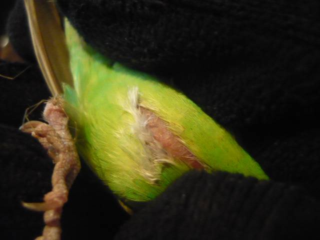 Лечение липомы у попугая. симптомы и лечение опухоли