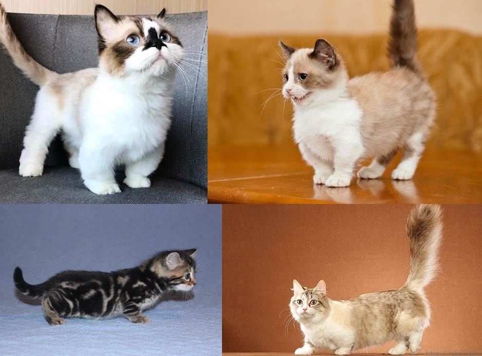 Манчкин – кошка с короткими лапами: генетика, характер, содержание