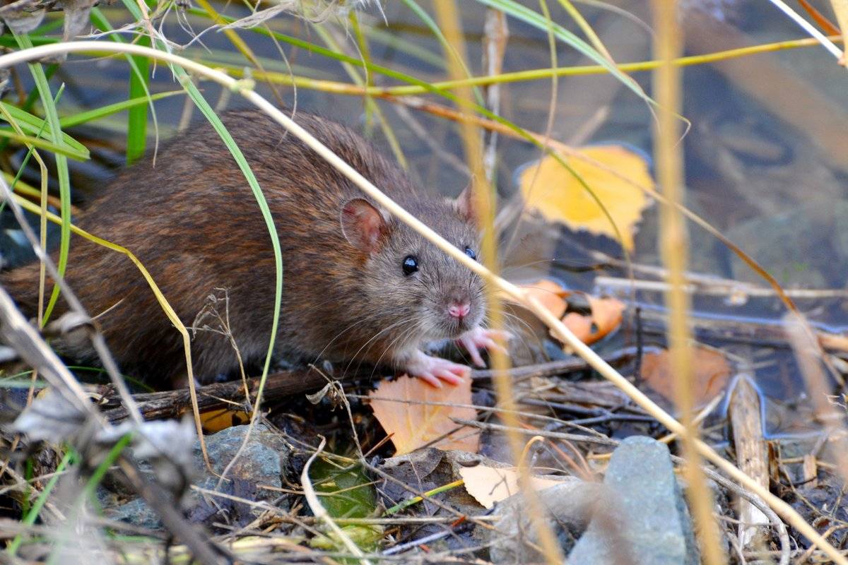 Водяная крыса - фото и описание