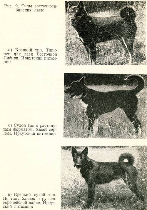 Описание породы собак русско-европейская лайка: характер, уход, предназначение