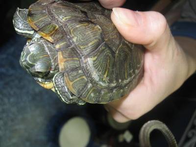 Почему у красноухой черепахи отслаивается панцирь