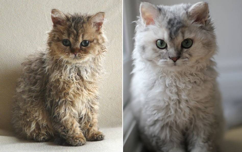 Короткошерстные породы кошек - названия и фото (каталог)