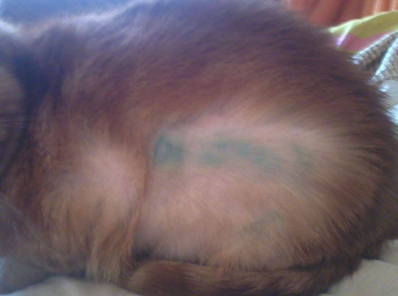 Причины и лечение выпадения шерсти у котов и кошек: почему она выпадает, что делать в домашних условиях?