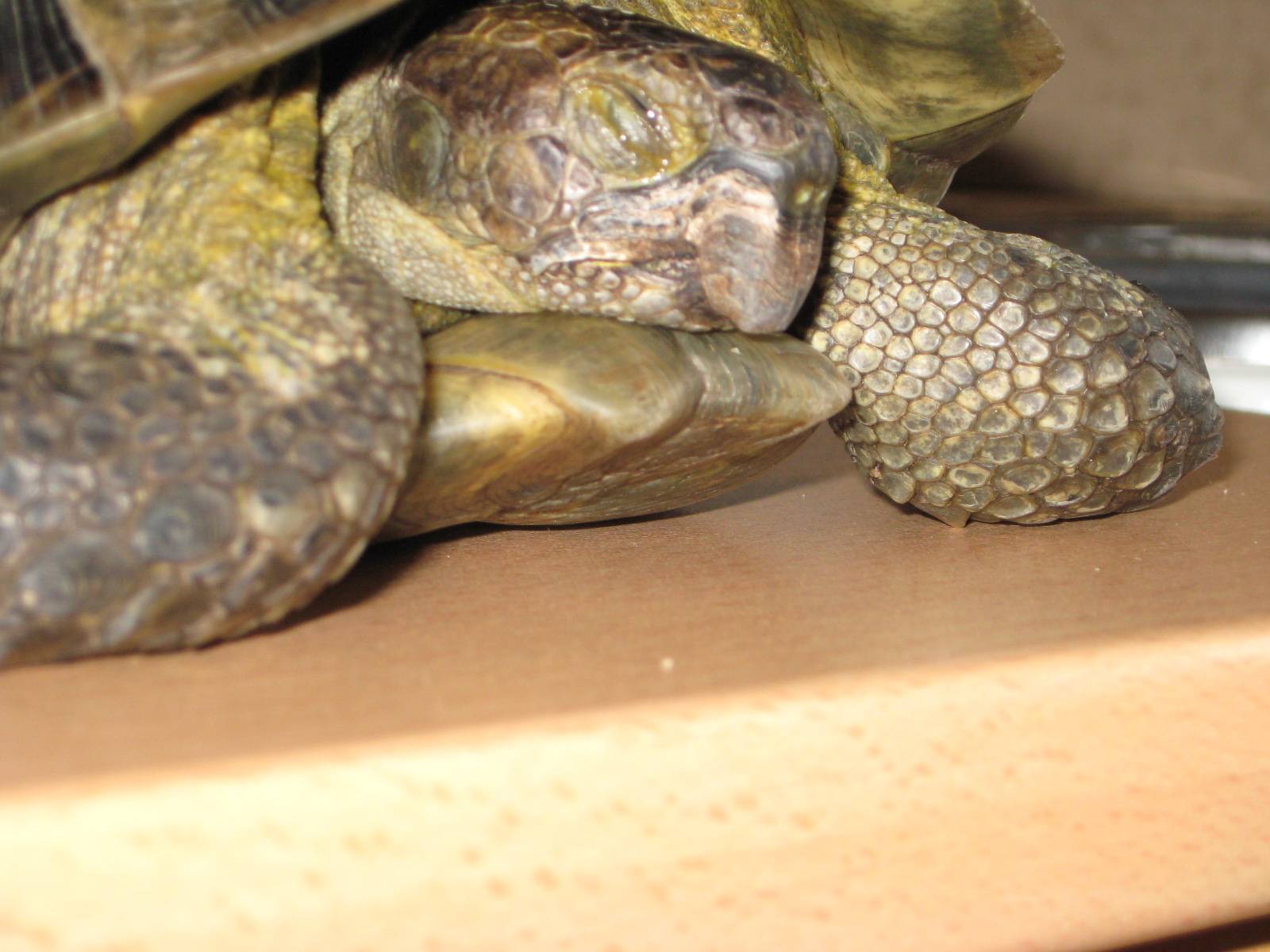 Как определить смерть красноухой черепахи: черепаха не двигается