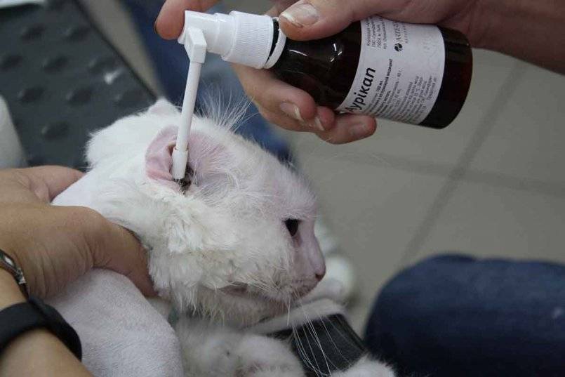 Как почистить уши коту