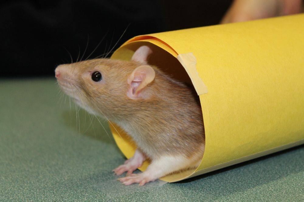 Как дрессировать декоративную крысу в домашних условиях?