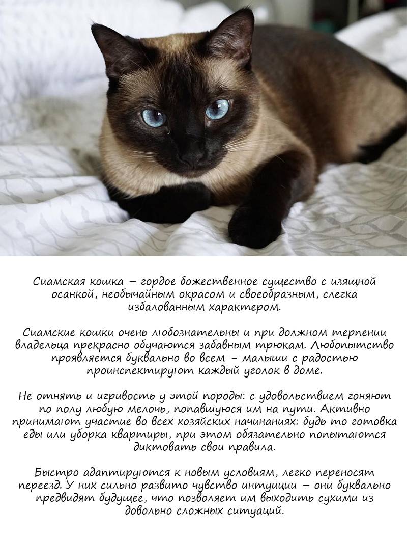 Изучаем характер сиамской породы кошек | блог ветклиники "беланта"
